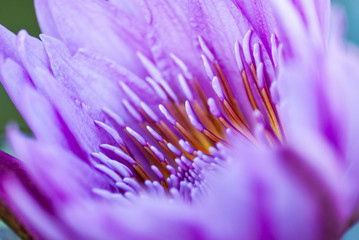 Makrofoto einer Lotusblüte