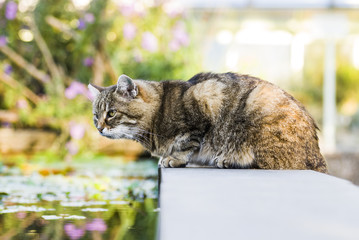 Katze am Teich