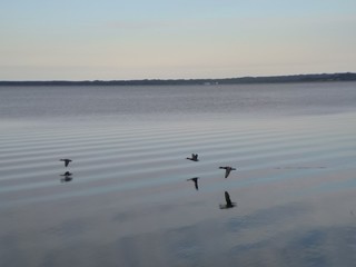 Ducks Flying Above A Lake