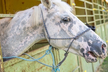 Caballos en establo en pleno campo a finales del verano observando la vida a su paso por la...
