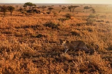 Beautiful leopard hunting in seregenti national park.