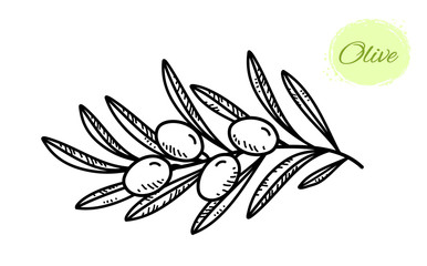 black hand drawn olive branch with leaves