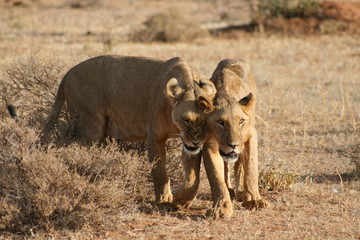 Fototapeta na wymiar Lionnes, Masaï Mara, Kenya