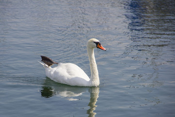 White swan in the lake