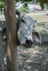 American Brahman Cow