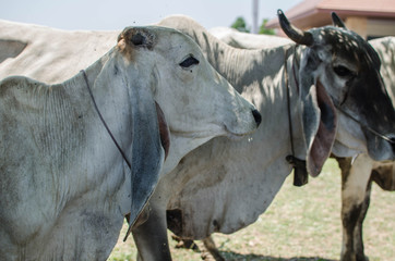 American Brahman Cow