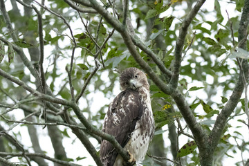 Hawk on perch head tilted