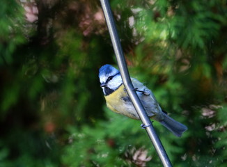 Garten,Blaumeise,Singvogel