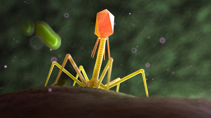 3d rendered medically accurate illustration of a bacteriophage on a bacteria