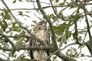 hawk perched in tree