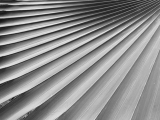 gray palm leaf with shadow pattern