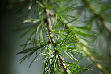 Larch branch in the shade, macro