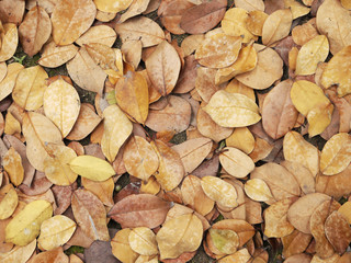 dry leaves texture on ground