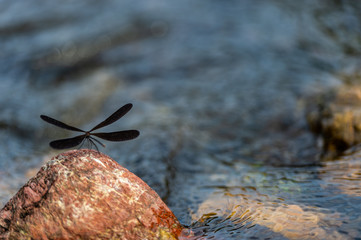 dragonfly