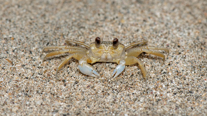 Geisterkrabbe - ghost crab
