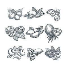 Nuts vector sketch illustration. Superfood eating hand drawn set. Walnut, almonds, hazelnuts, coconut, cashew, peanuts