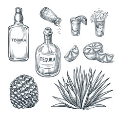 Tequila bottle, shot glass and ingredients, vector sketch. Mexican alcohol drinks. Agave plant and root. - 225316019