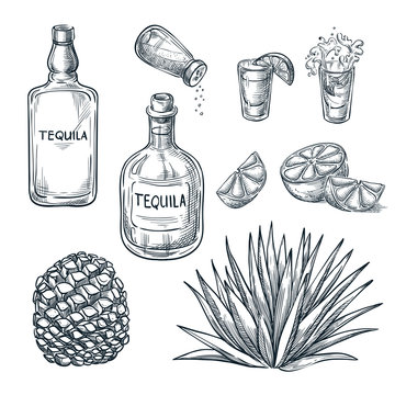 Tequila bottle, shot glass and ingredients, vector sketch. Mexican alcohol drinks. Agave plant and root.