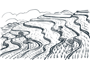 Rice terrace fields landscape, vector sketch illustration. Asian agriculture and harvesting. China rural nature view