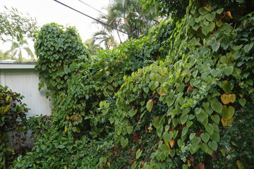 Air potato vines engulfing a backyards by killing and smothering other plants.  Air potato is a vigorously twining herbaceous invasive vine.