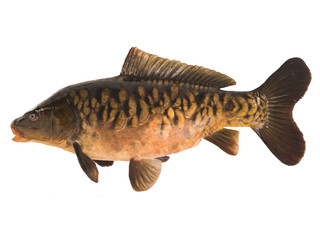 Mirror carp isolated