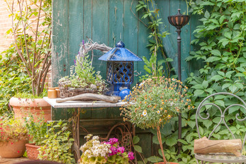 Nahaufnahme eines Hibiscus im botanischen Garten
