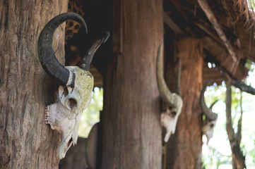 closeup buffalo skull head with soft-focus and over light in the background
