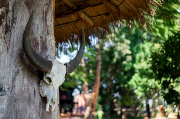 closeup buffalo skull head with soft-focus and over light in the background
