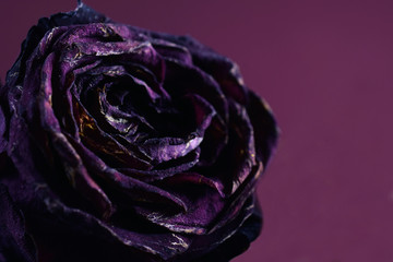 Drying purple rose. Wilting dark petals. Close up image with space for text. Red wine color...