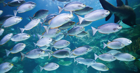 Tropical fish and shark