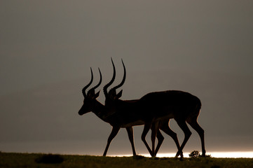 Impala