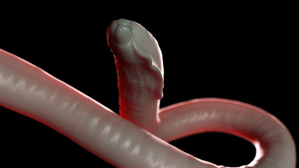 Fototapeta premium 3d rendered medically accurate illustration of a round worm