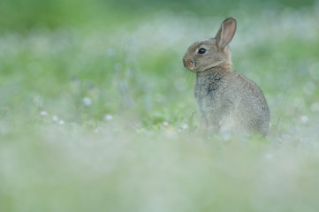 Lapin de garenne