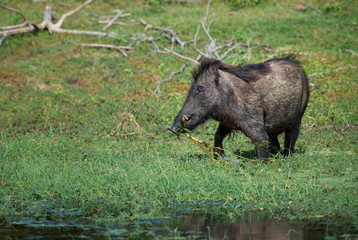 Naklejka na ściany i meble Indian Wild Boar - Sus scrofa cristatus, large mammal from Sri Lanka fields and forests.