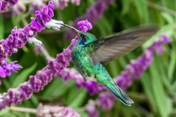 Hummingbird(Trochilidae)Flying gems