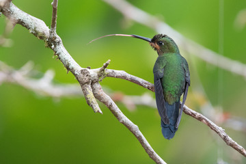 Hummingbird(Trochilidae)Flying gems