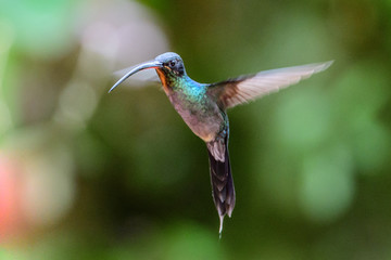 Hummingbird(Trochilidae)Flying gems