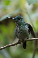 Hummingbird(Trochilidae)Flying gems