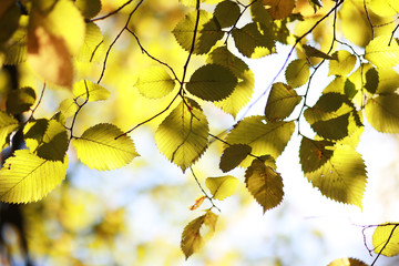 Autumn background in the park