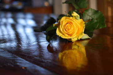 Rosa gialla riflessa su un tavolo di legno lucido, spazio per testo
