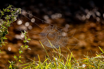 Spinnengewebe mit Morgentau