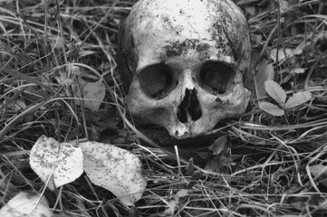 The remains of medieval warrior on the battlefield in autumn. Real human skull on nature grass...