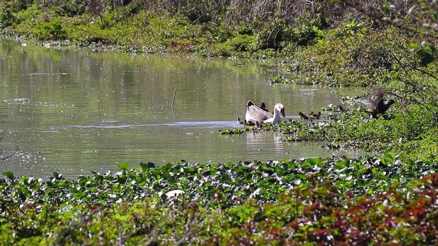 Ganso e pata com filhotes