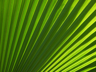 Fototapeta premium Texture of Green palm Leaf background