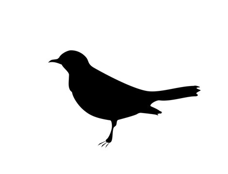 Blackbird black silhouette on white background, vector eps 10