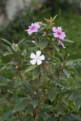 Obraz premium White and Red Flower