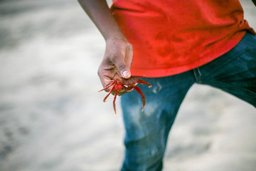 boy holding a crab