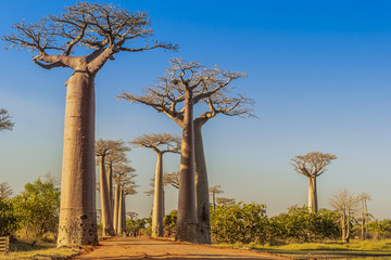 The famous Avenue of the Baobabs in Madagascar