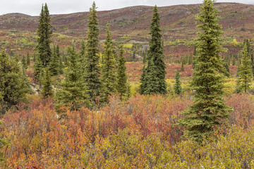 Fall colors in tundra, in Tombstone national park. Yukon, Canada