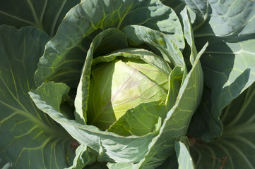 Fototapeta premium Cabbage head